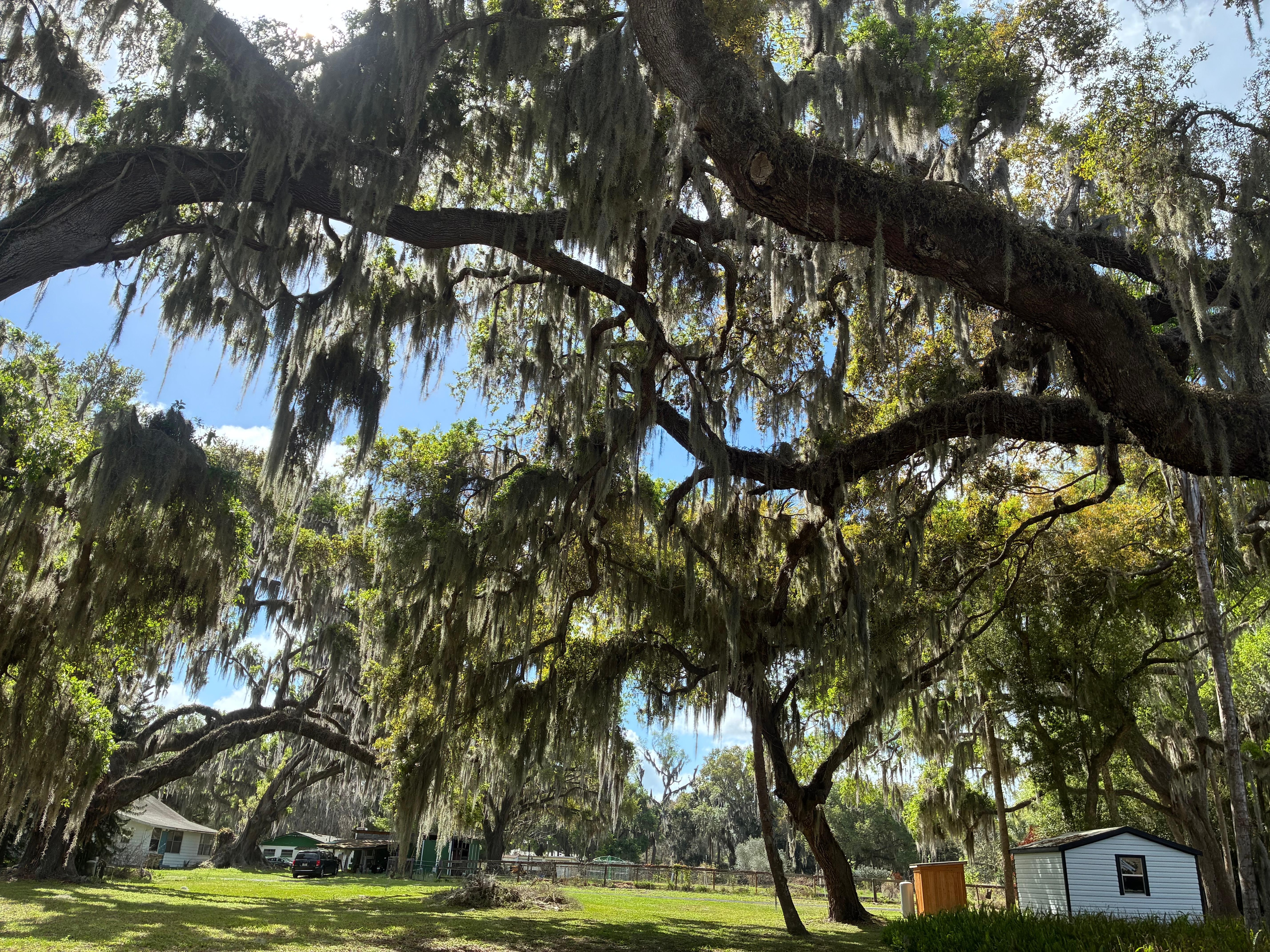 HUGE ancient oak trees!