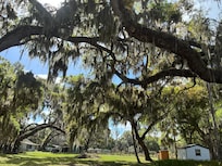 HUGE ancient oak trees!