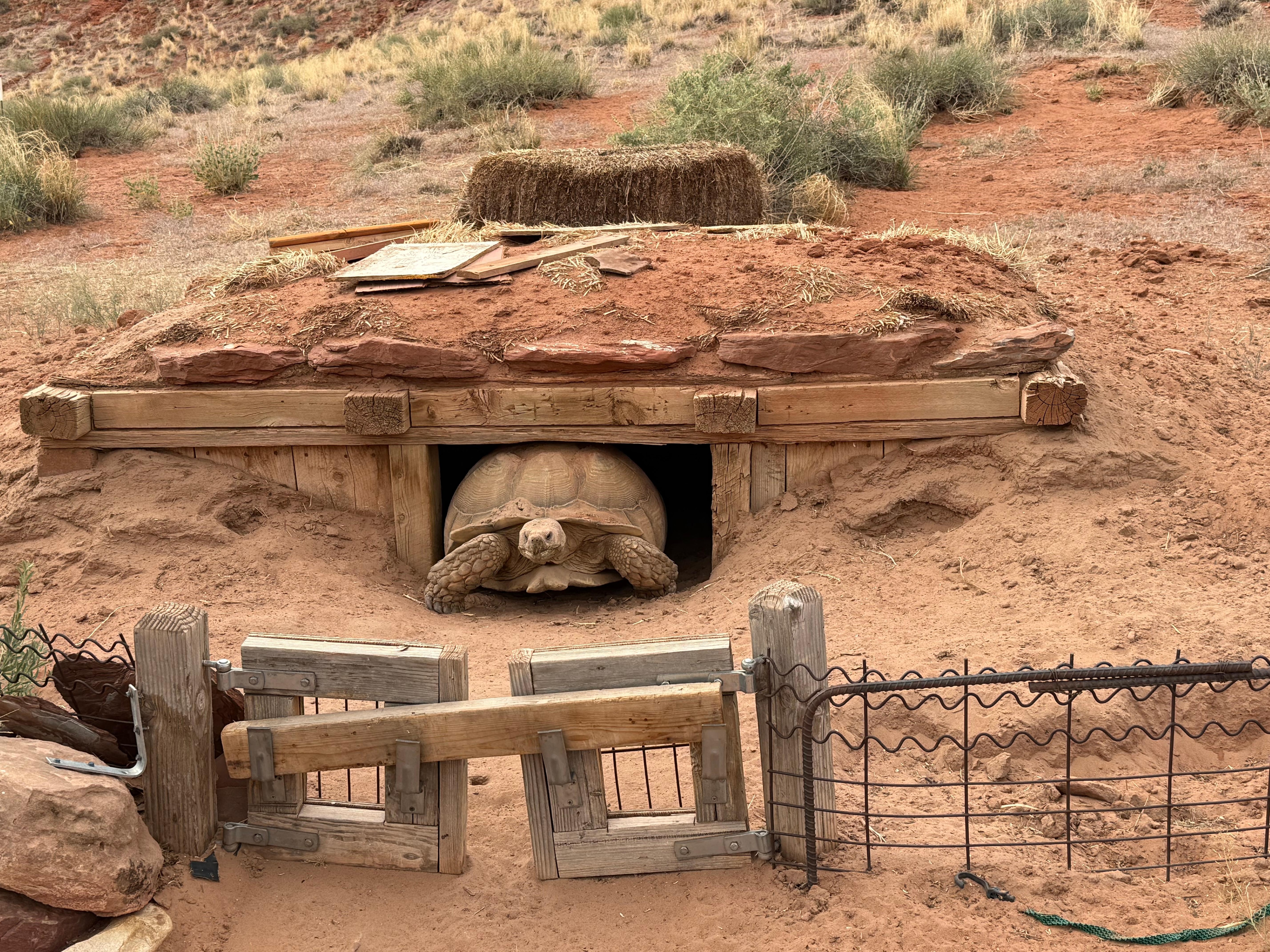 The resident tortoise Kobae is cool!