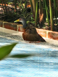 A bird in the pool