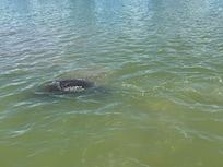Spotted manatees