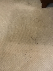 Spots on carpet in living room