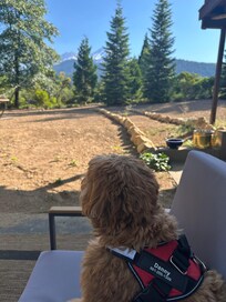 Even our dog enjoyed the beautiful view!