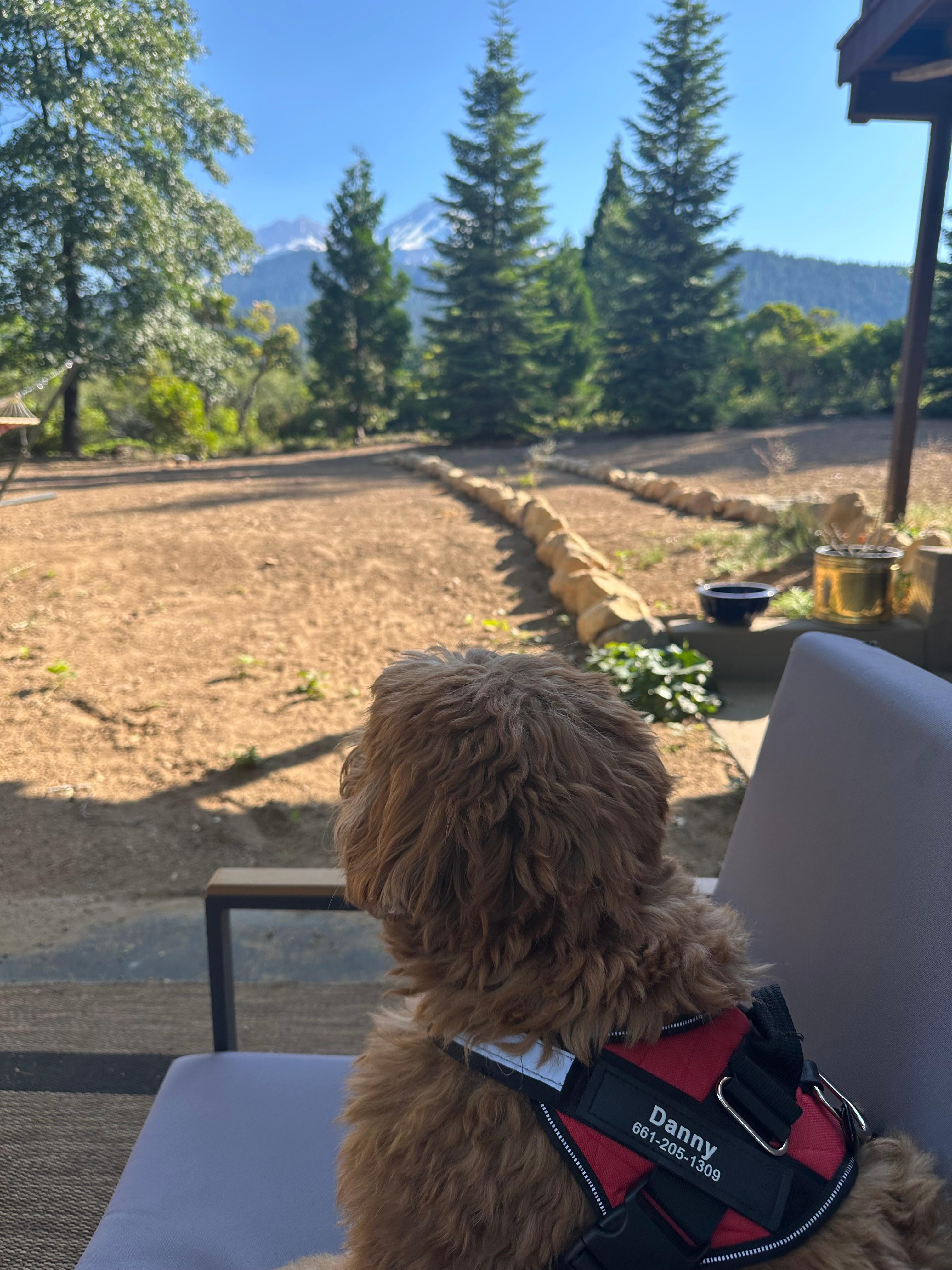 Even our dog enjoyed the beautiful view! 