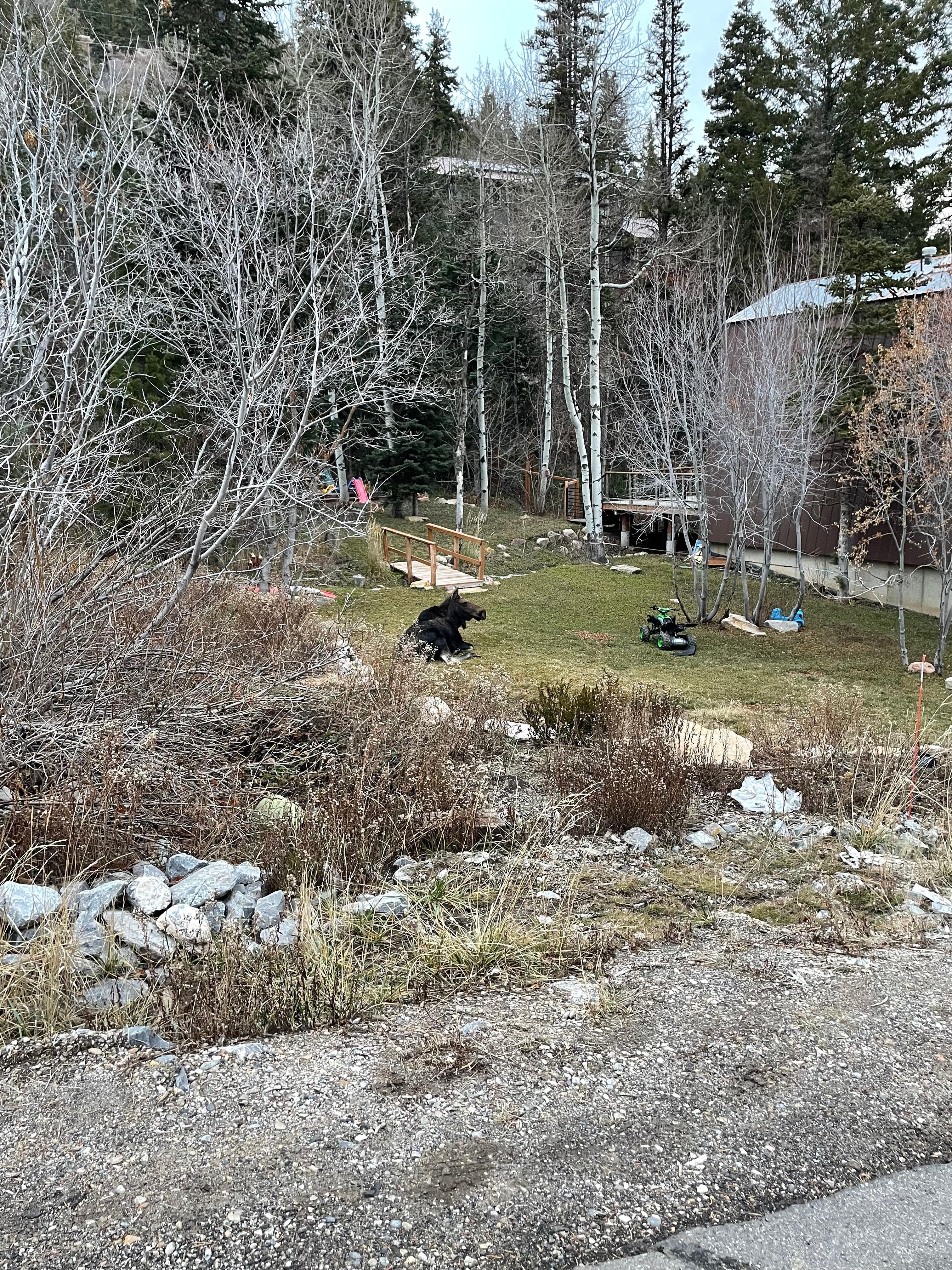 We saw a beautiful moose in the neighborhood! 