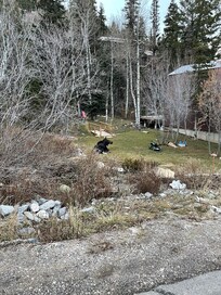 We saw a beautiful moose in the neighborhood!