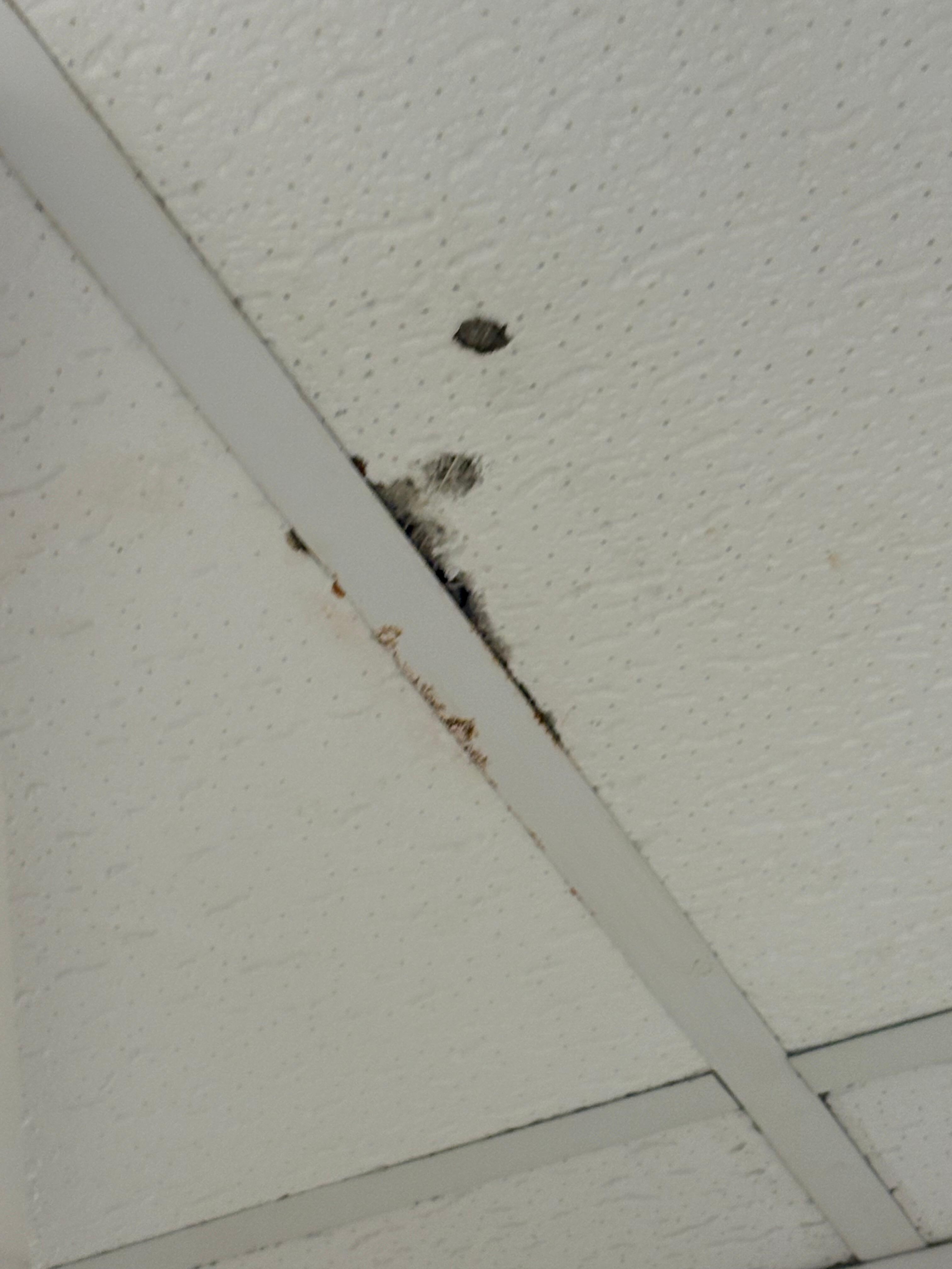 Mouldy ceiling 