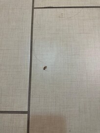 Baratinha morta, que ficou mesmo após suposta “limpeza “