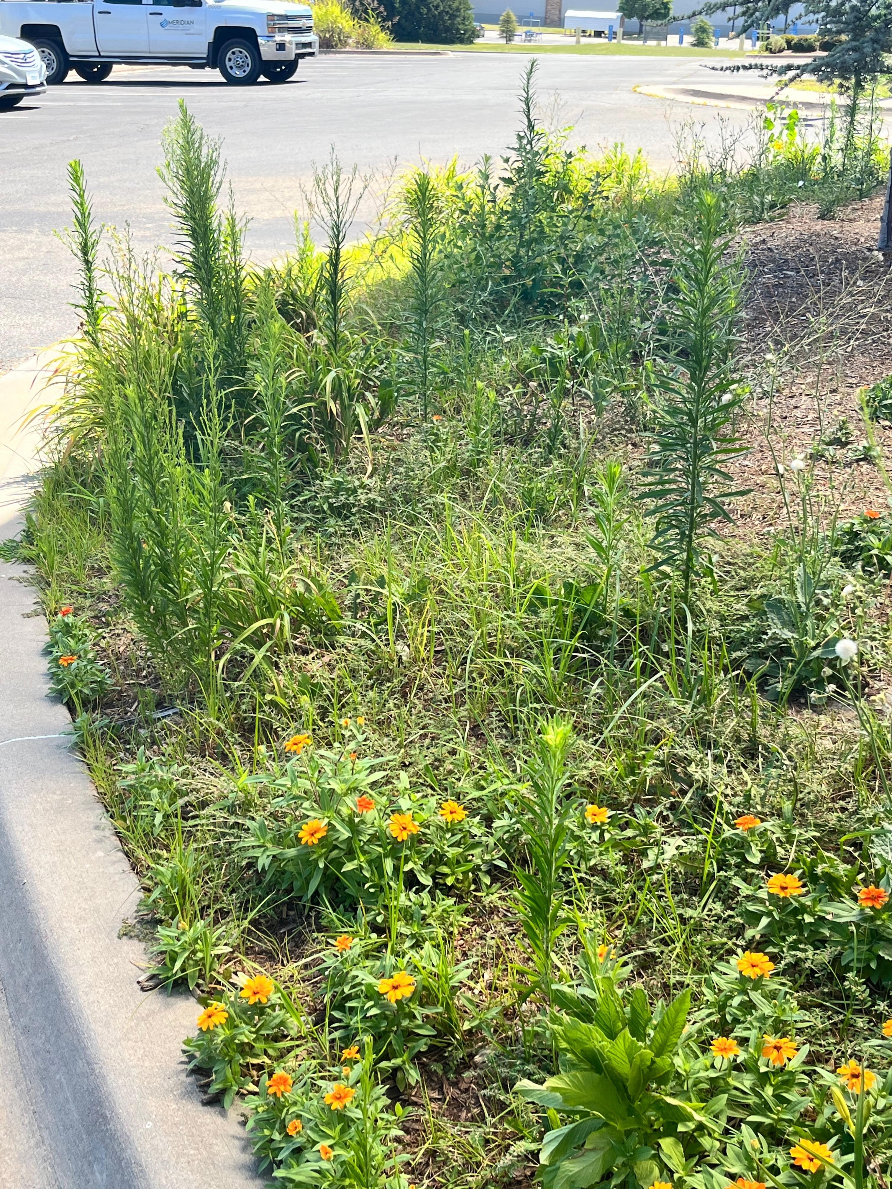 Flower beds filled with weeds
