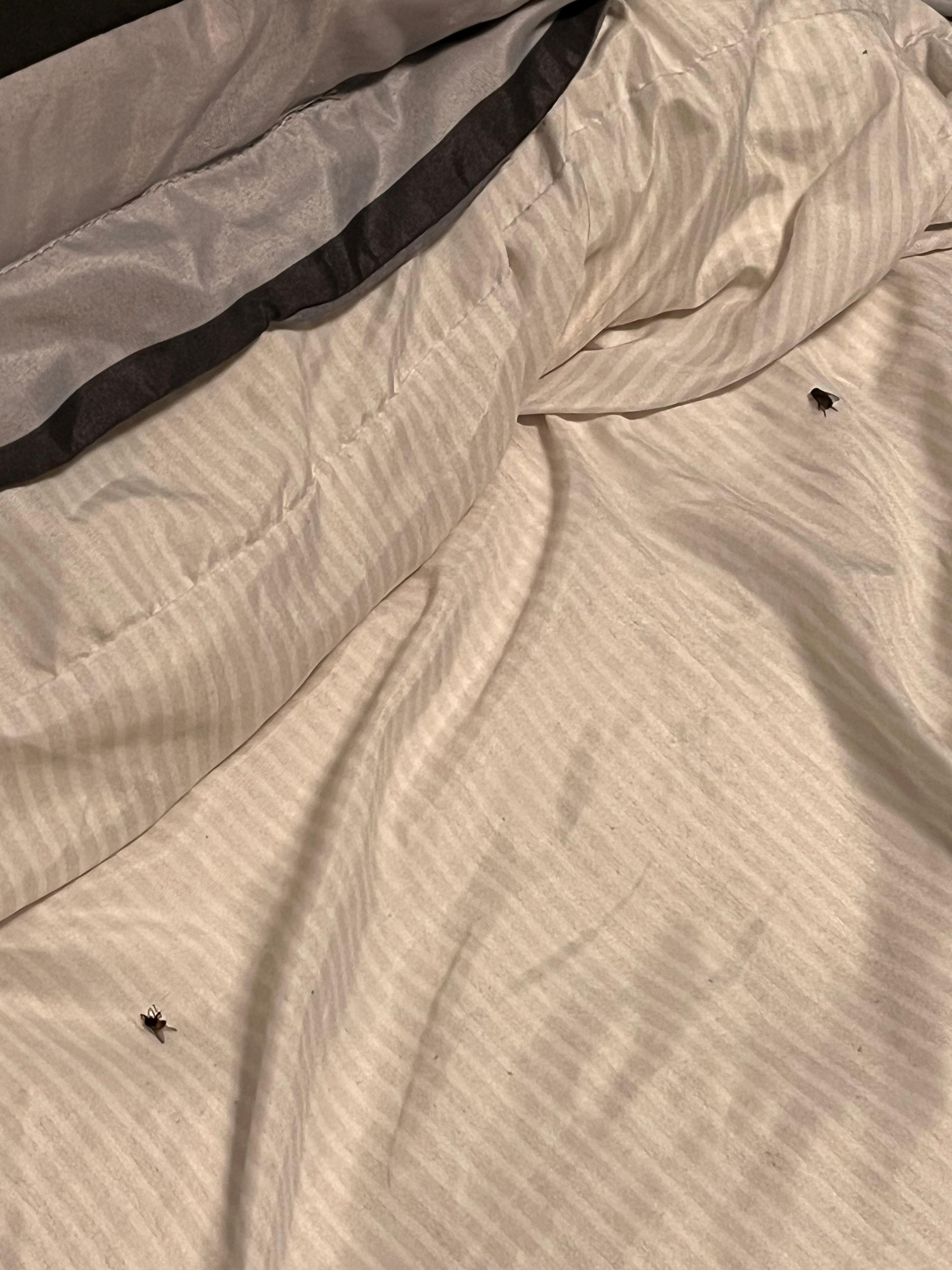 Flies in my bed!!