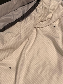 Flies in my bed!!
