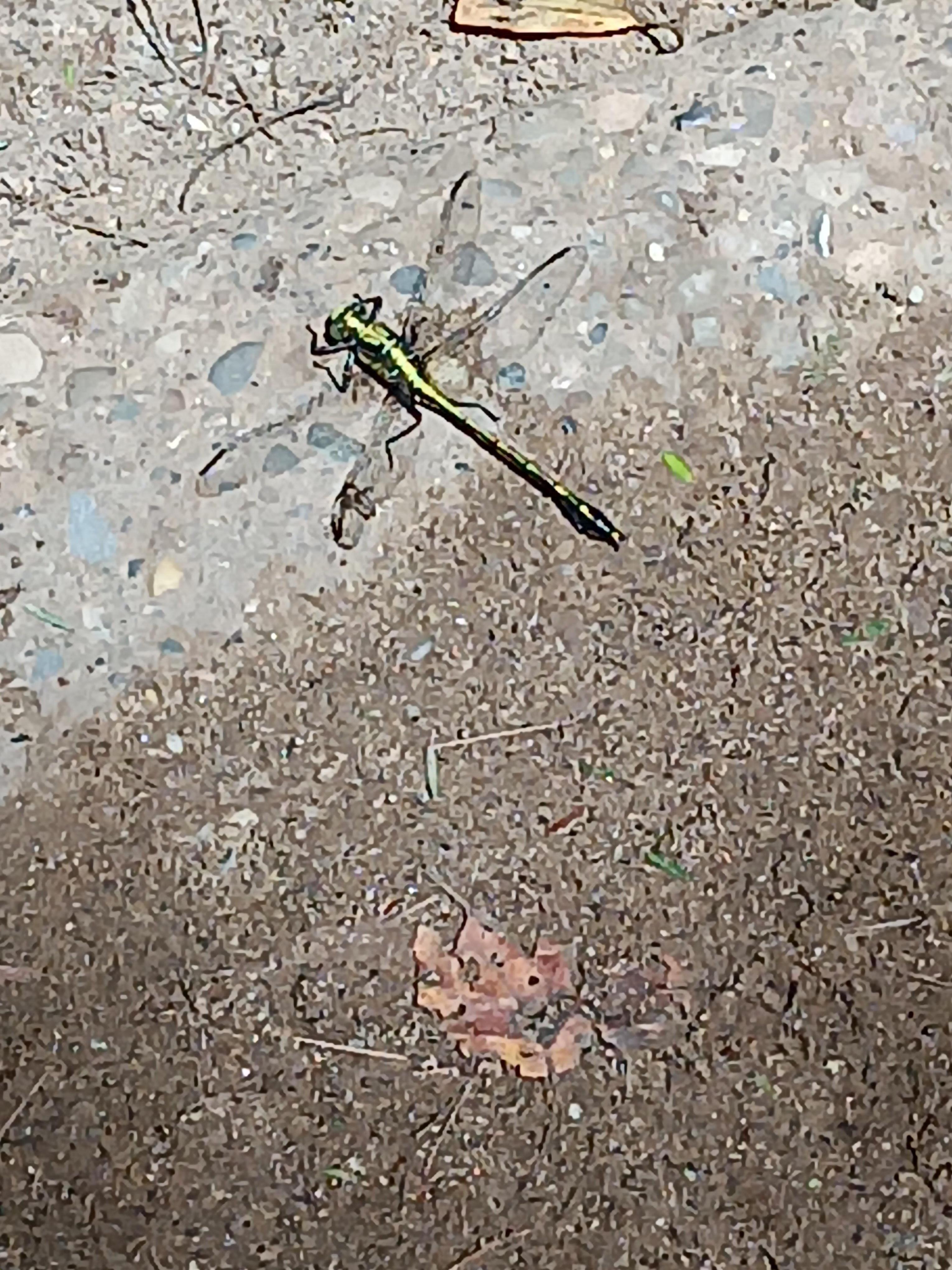 Dragon fly hiking 