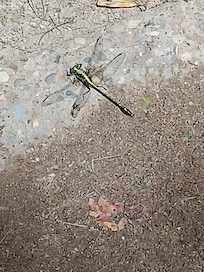 Dragon fly hiking