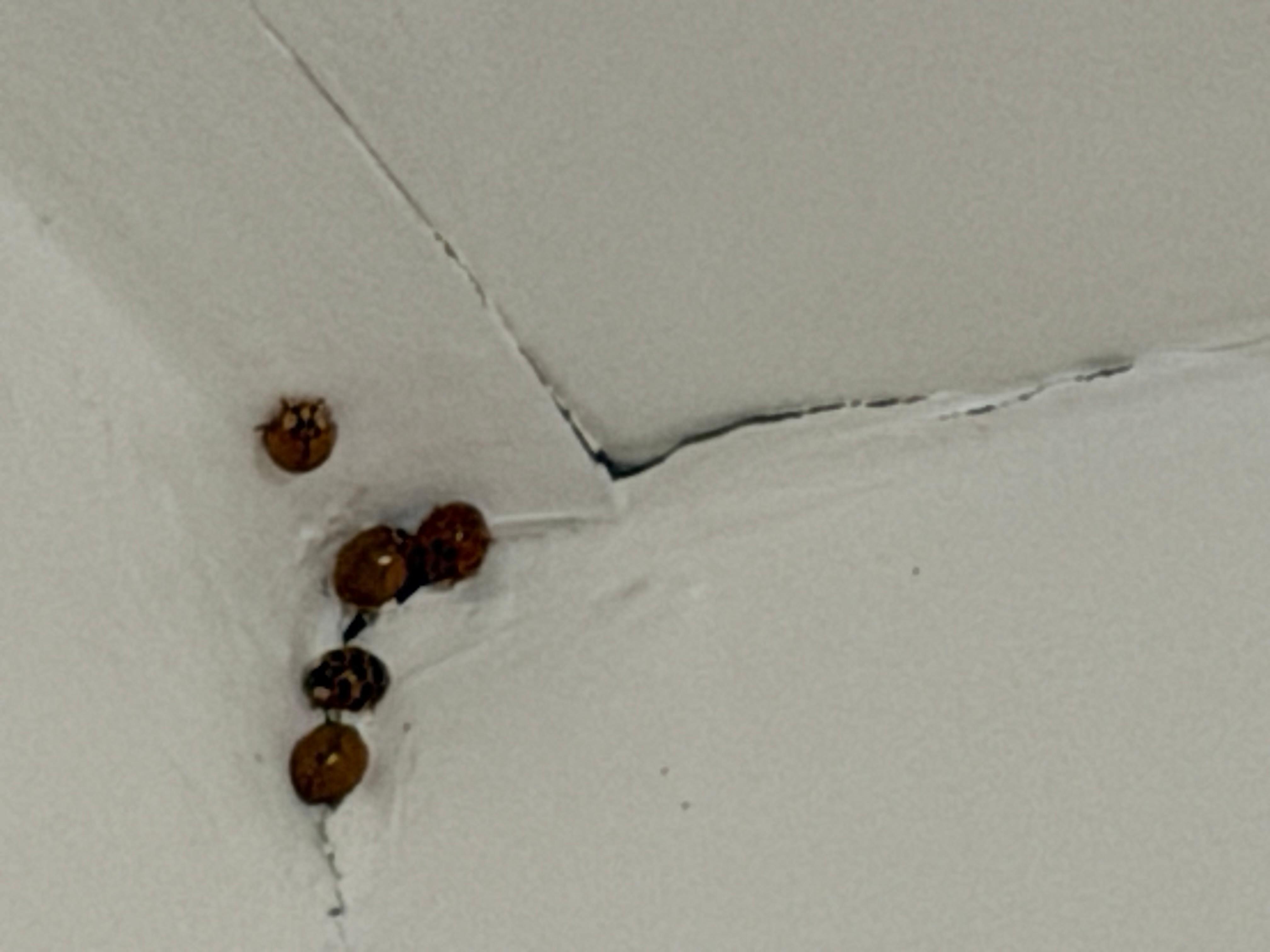 Ceiling in living room 