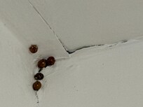 Ceiling in living room