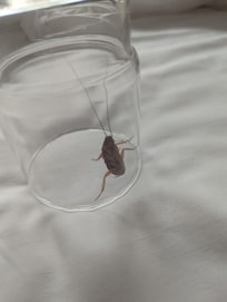 Cockroach on the bed