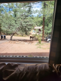 Lots of Elk visitors