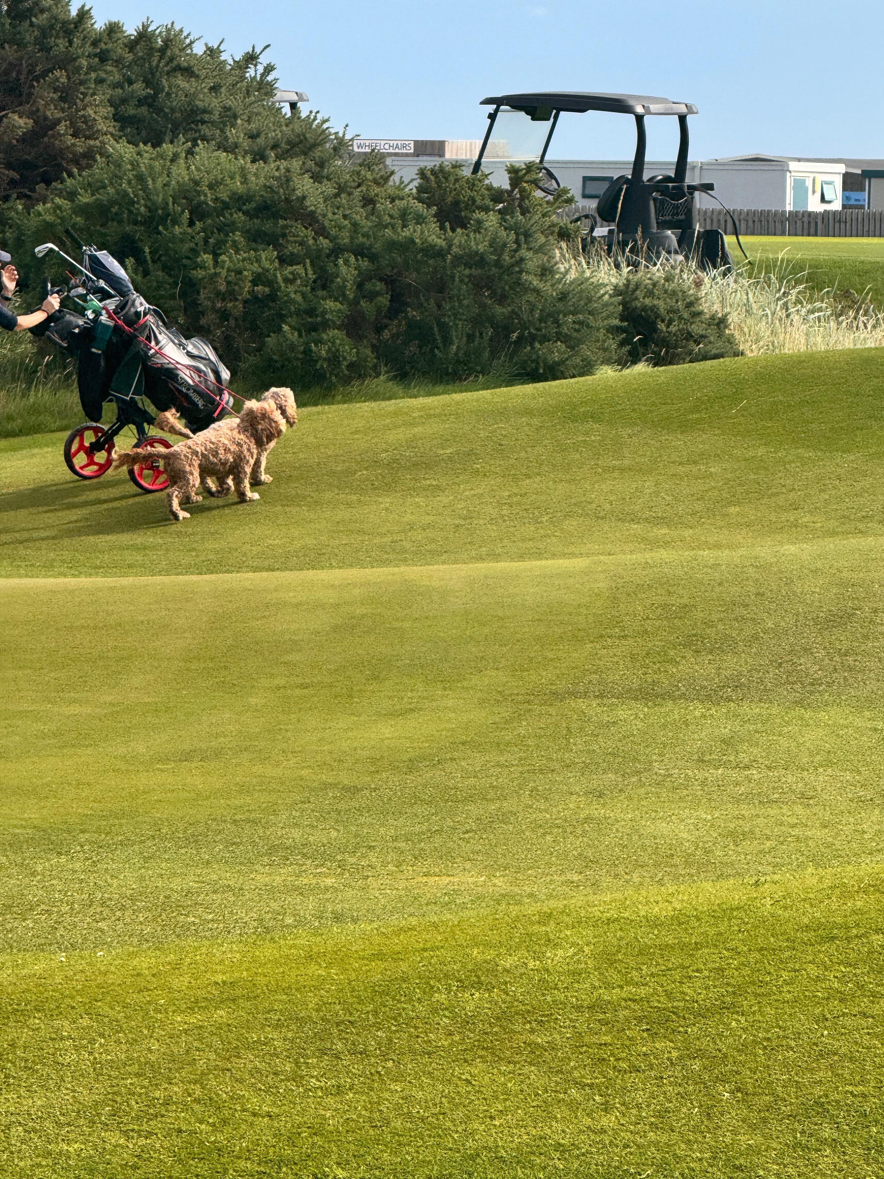 Saw people with their dogs at St Andrews. Where else?