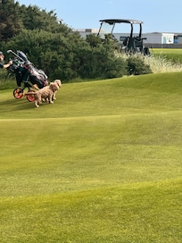 Saw people with their dogs at St Andrews. Where else?
