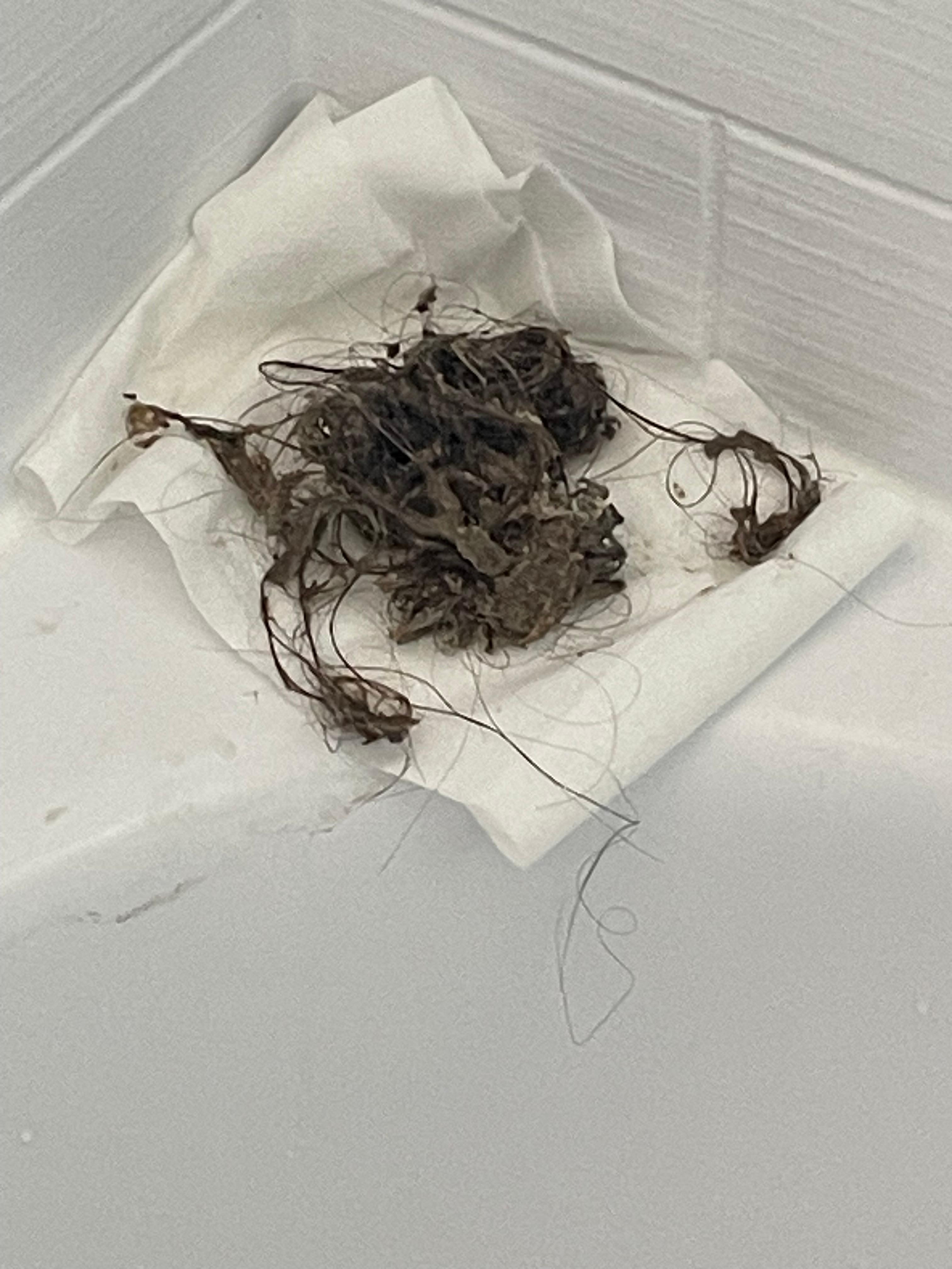 Pulled out of the bath/shower plughole