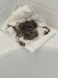 Pulled out of the bath/shower plughole