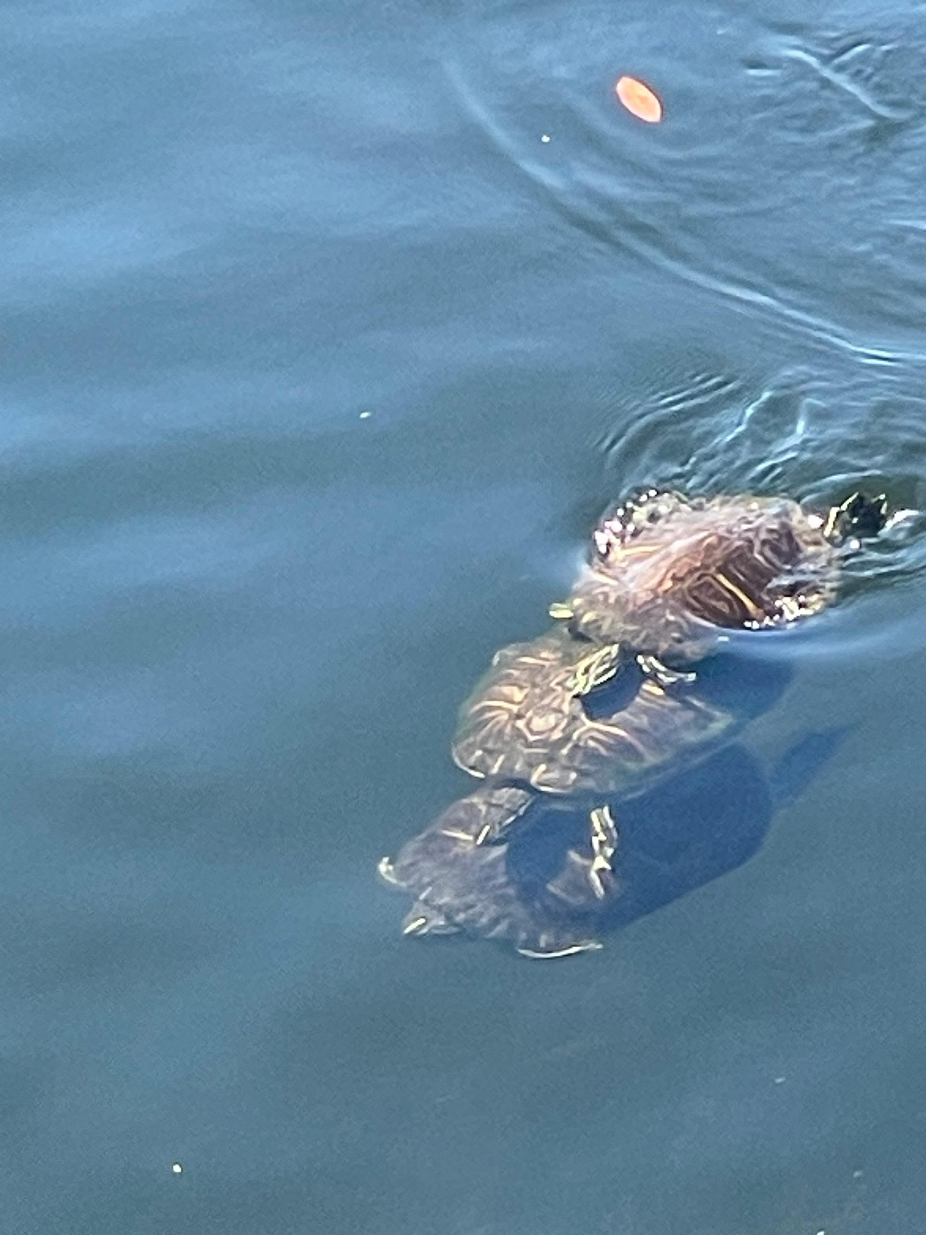 Skildpadder i søen bag poolen