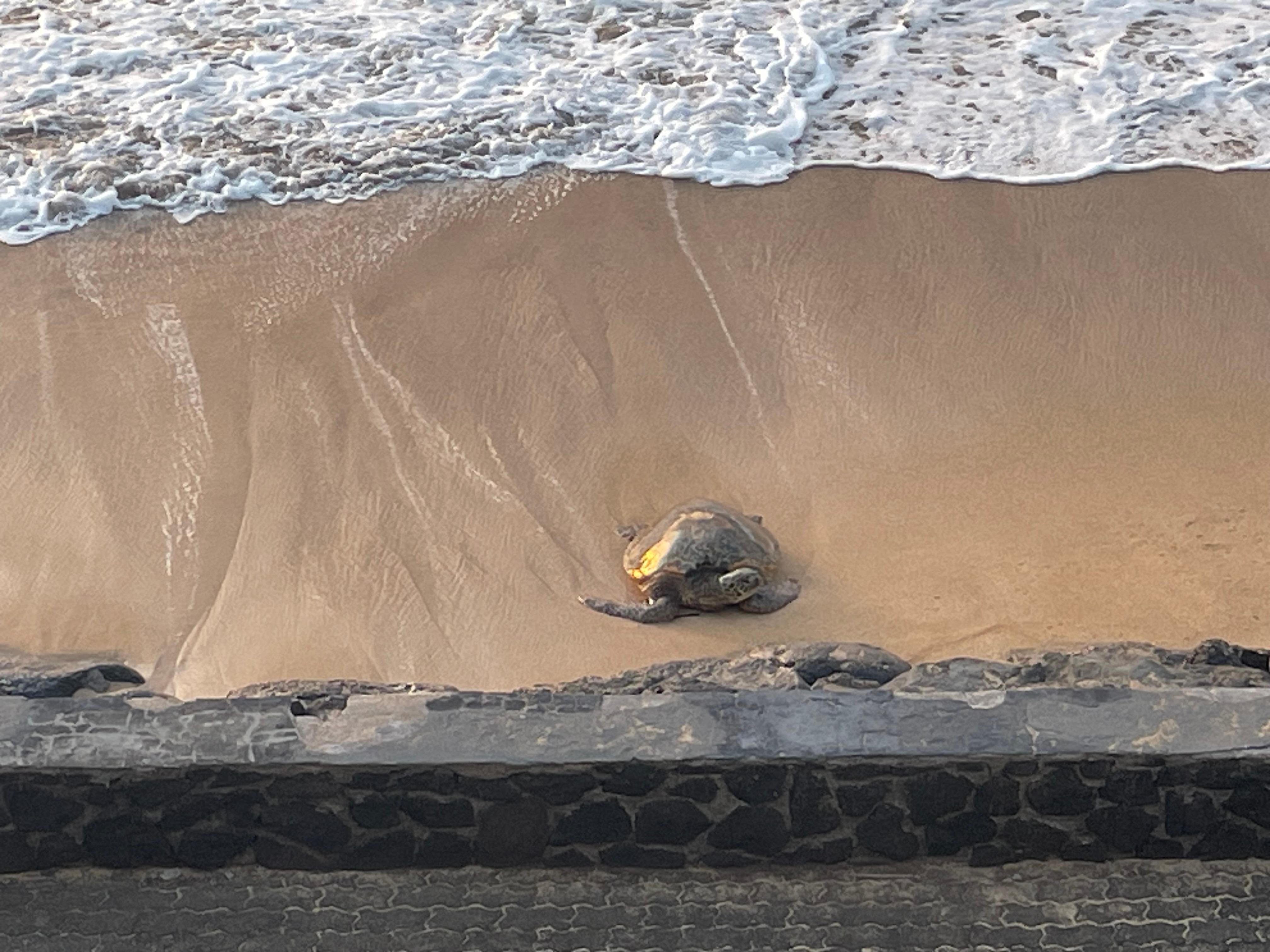 View of our daily beach guest from the master bedroom lanai. 