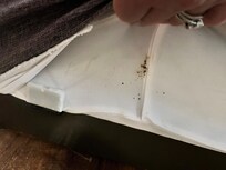 Bed bug poop