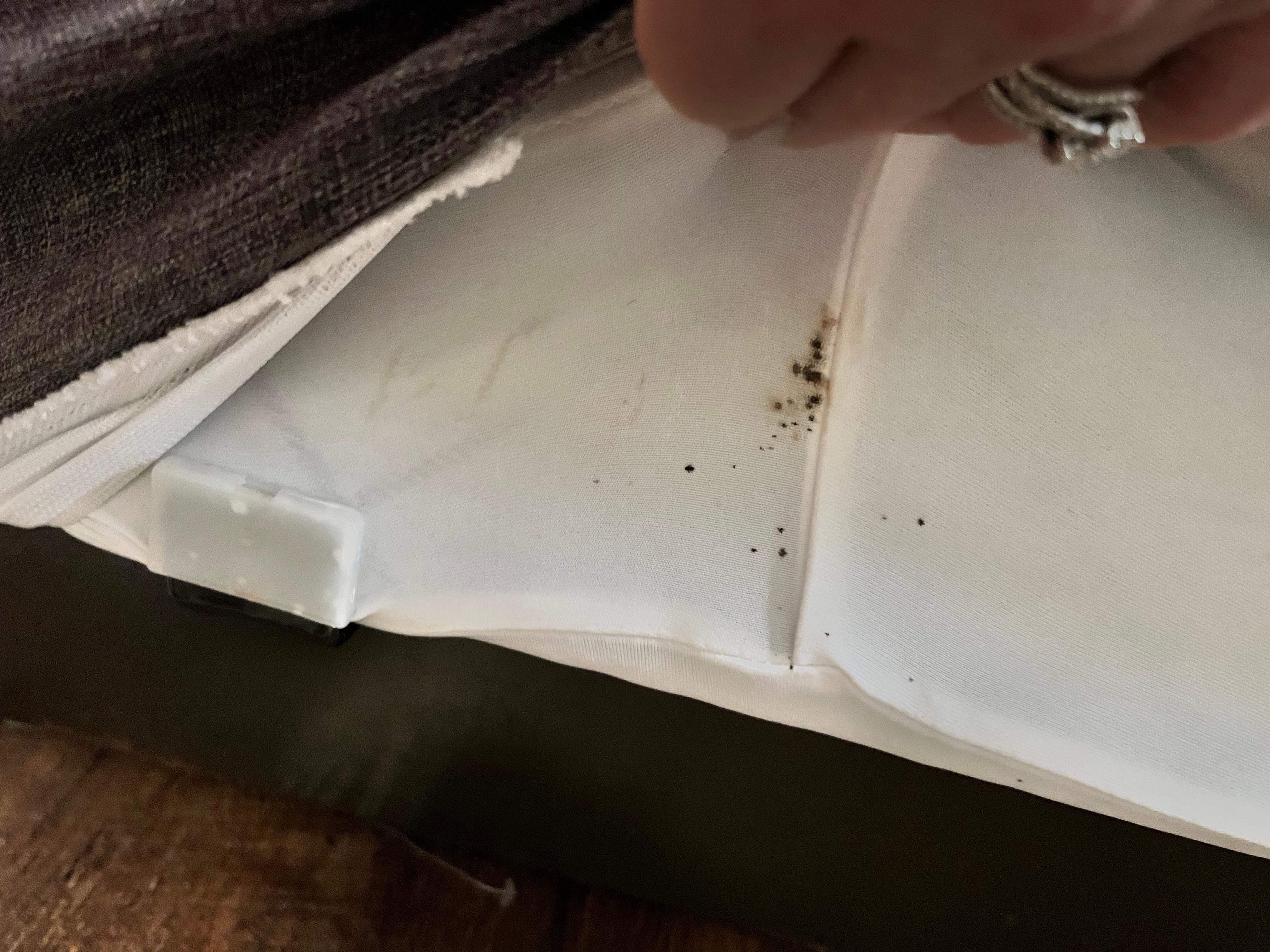 Bed bug poop