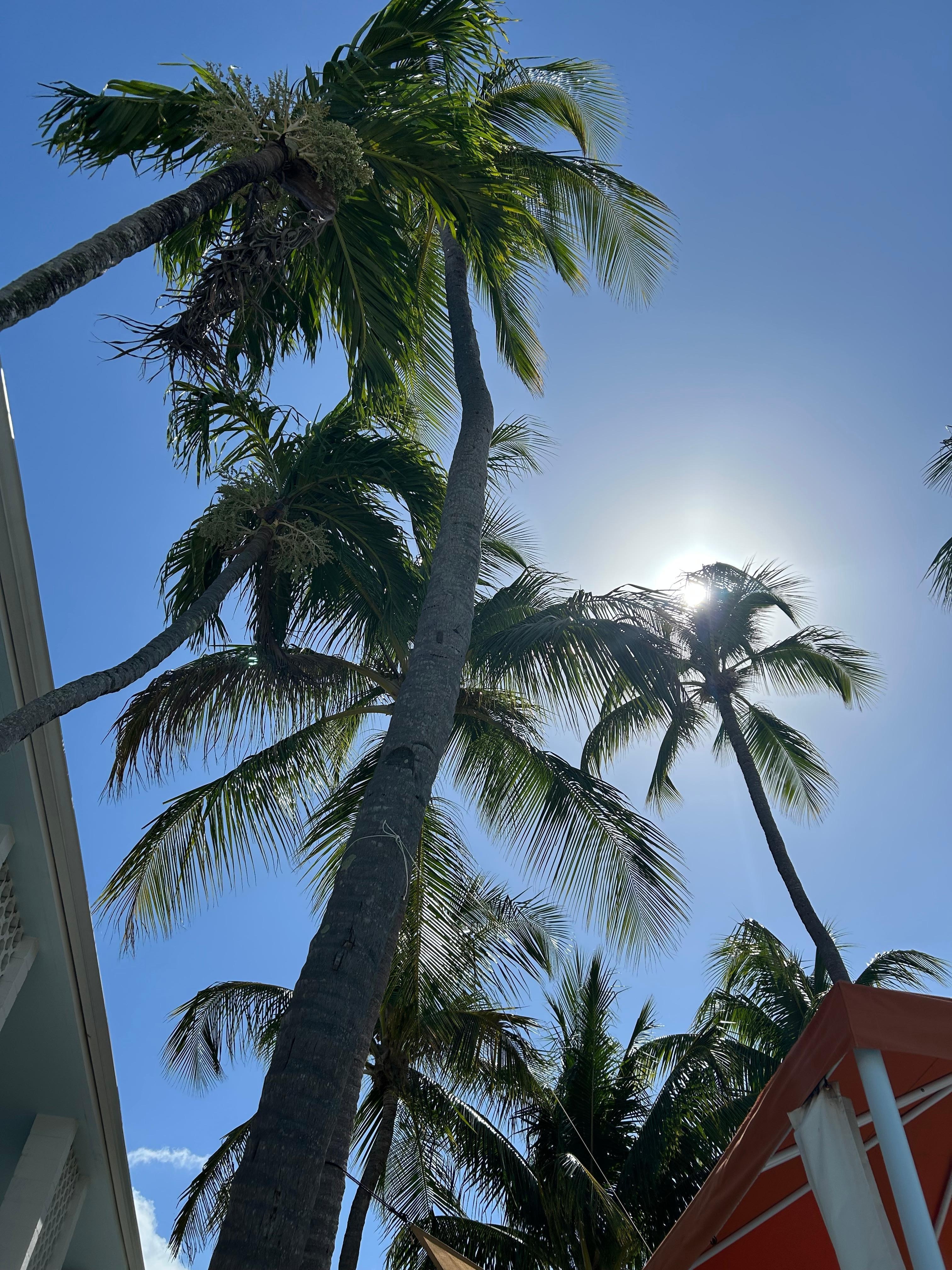 Pretty palms at pool