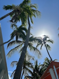 Pretty palms at pool