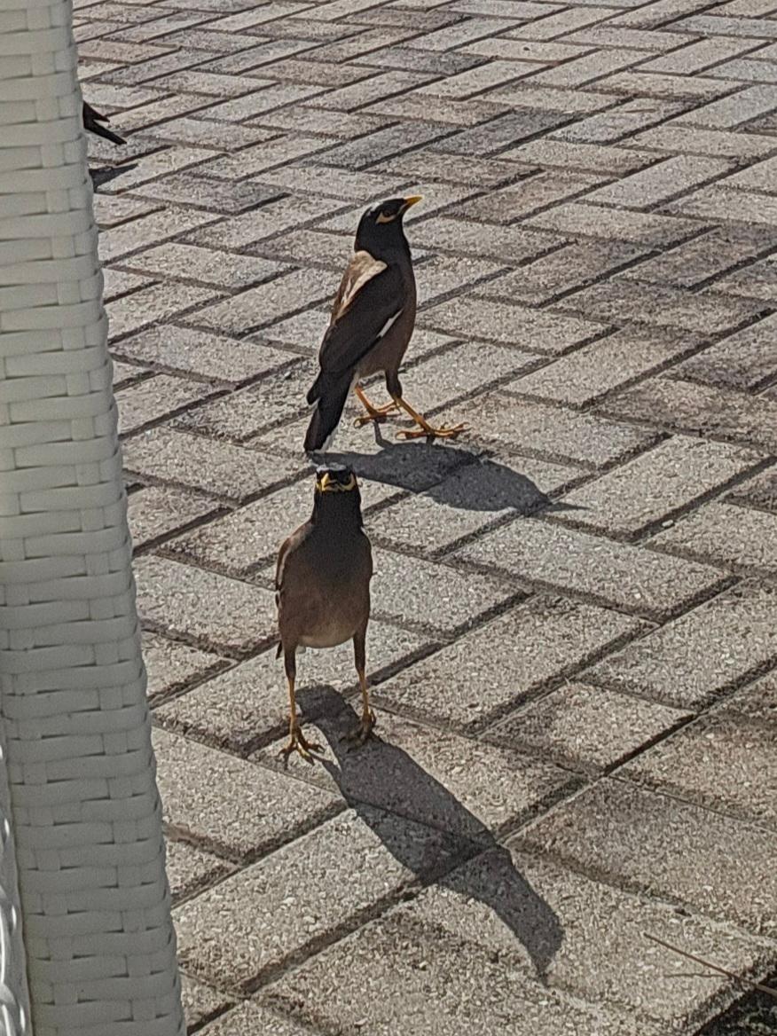 Beautiful birds sounds and calls.