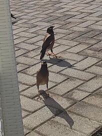 Beautiful birds sounds and calls.