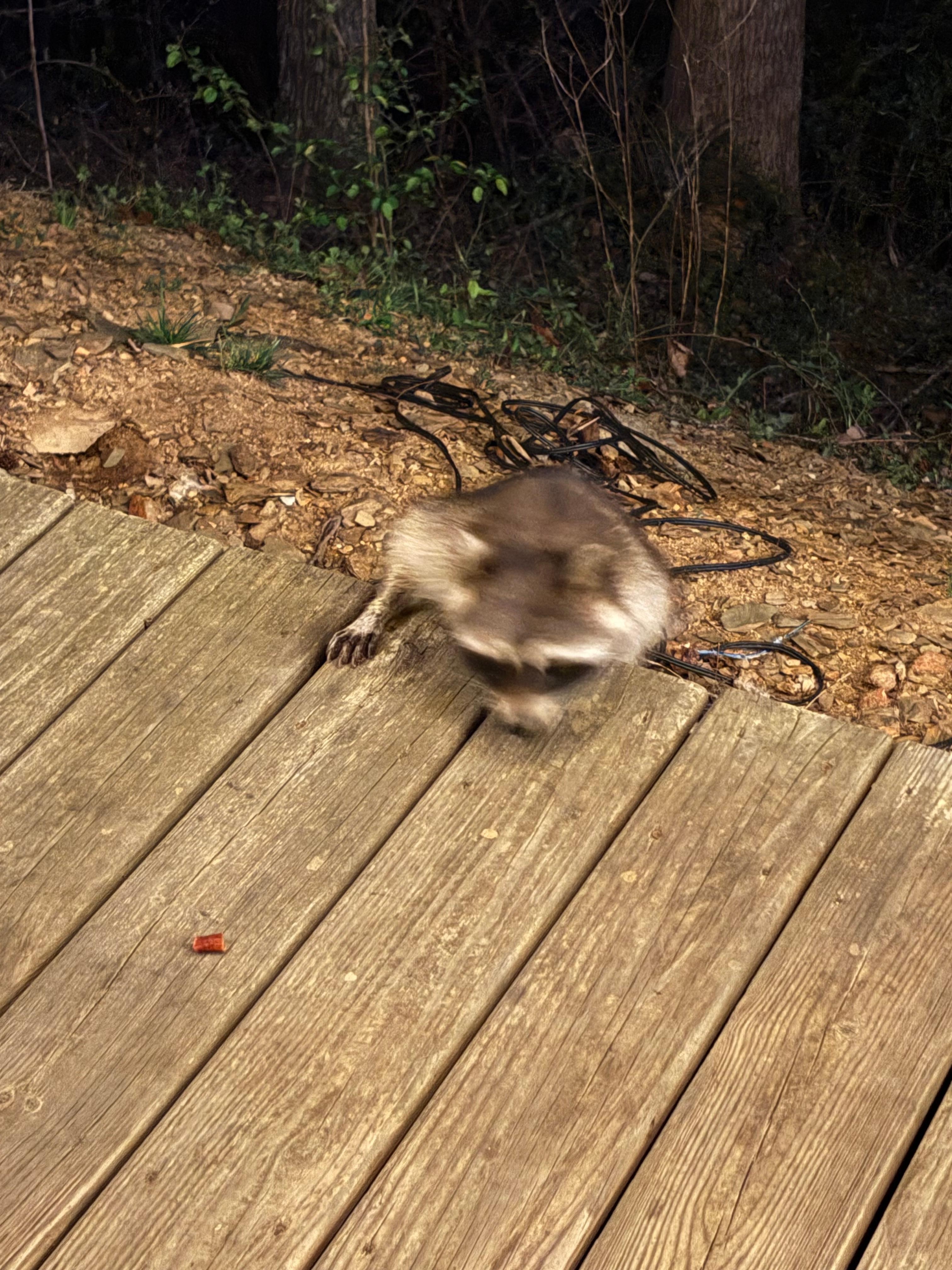 Fun visitor each night!