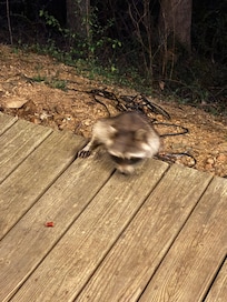 Fun visitor each night!