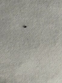 Bug- maybe flea? Also saw brown bug that I killed