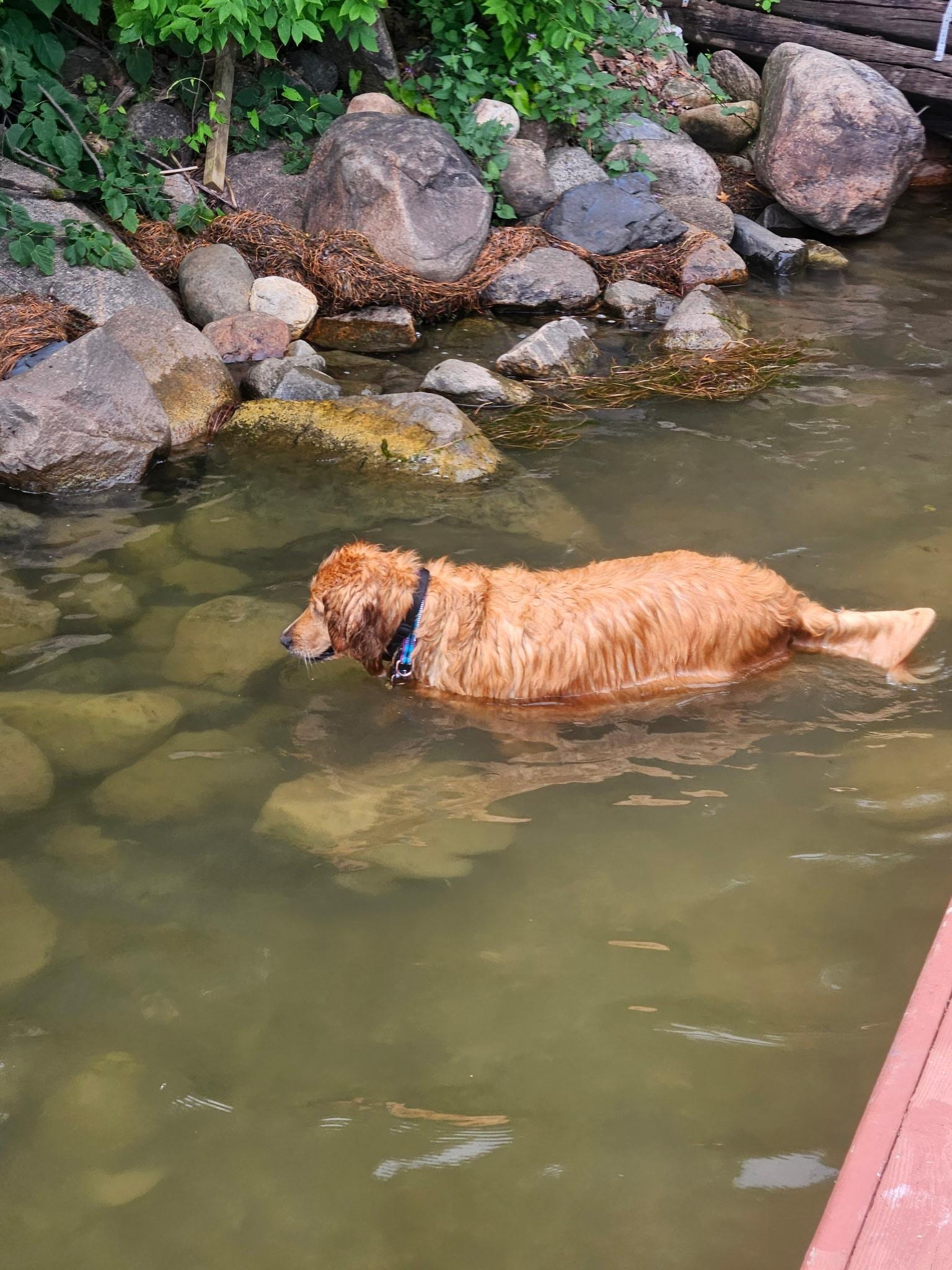 The dog fishing for minnows