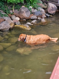 The dog fishing for minnows