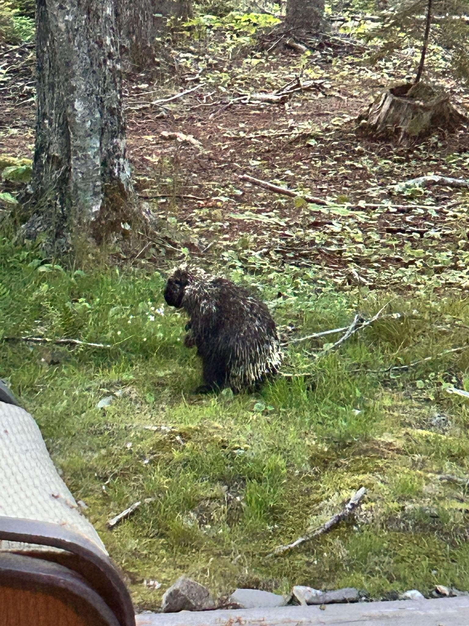A porcupine traveled up to the breezeway window!