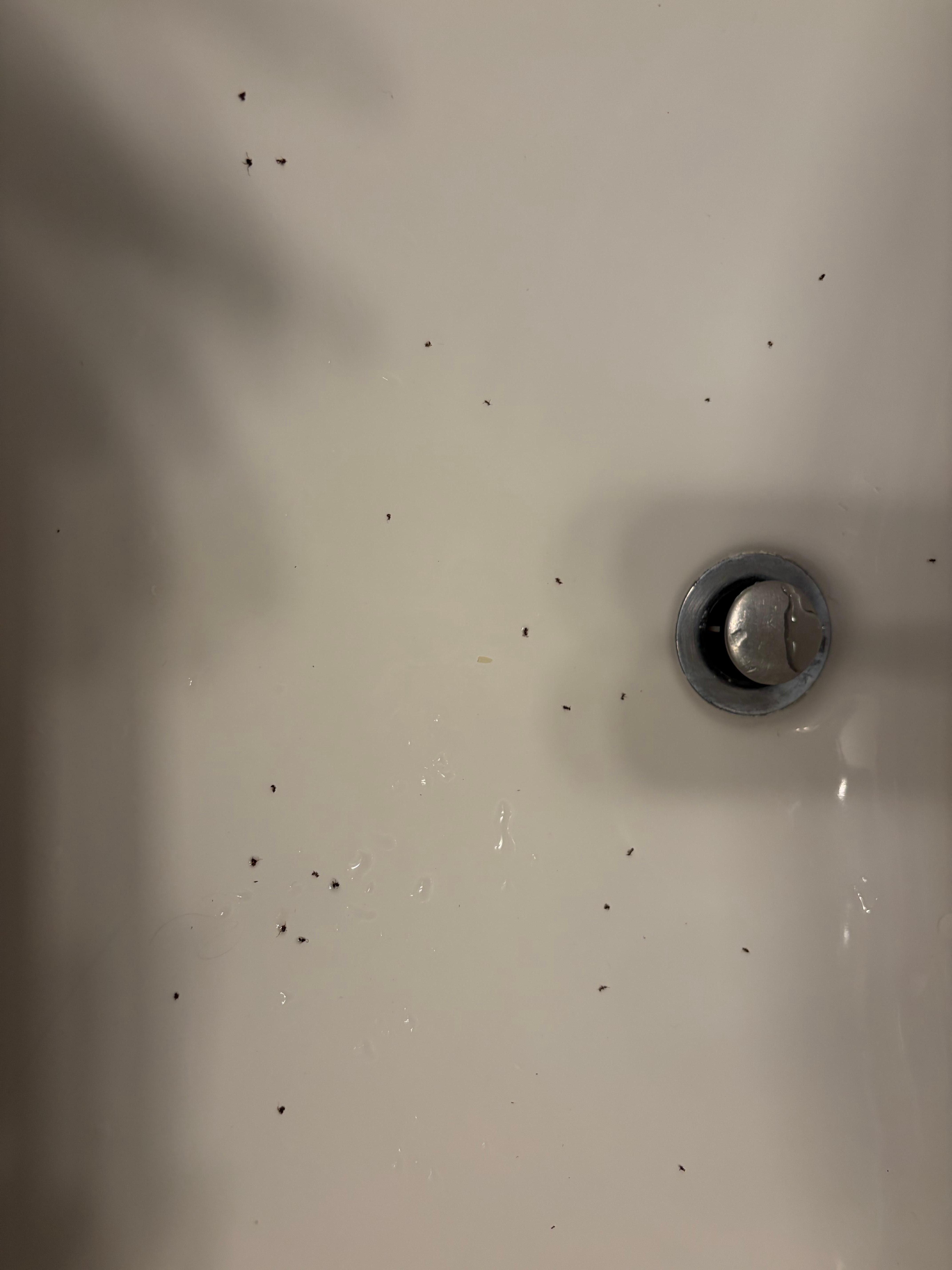 Ants in the bathroom.