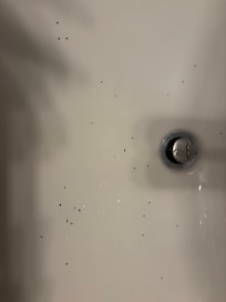Ants in the bathroom.