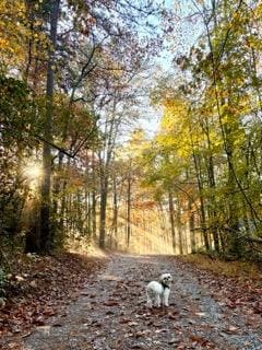 Walking the road in front of house