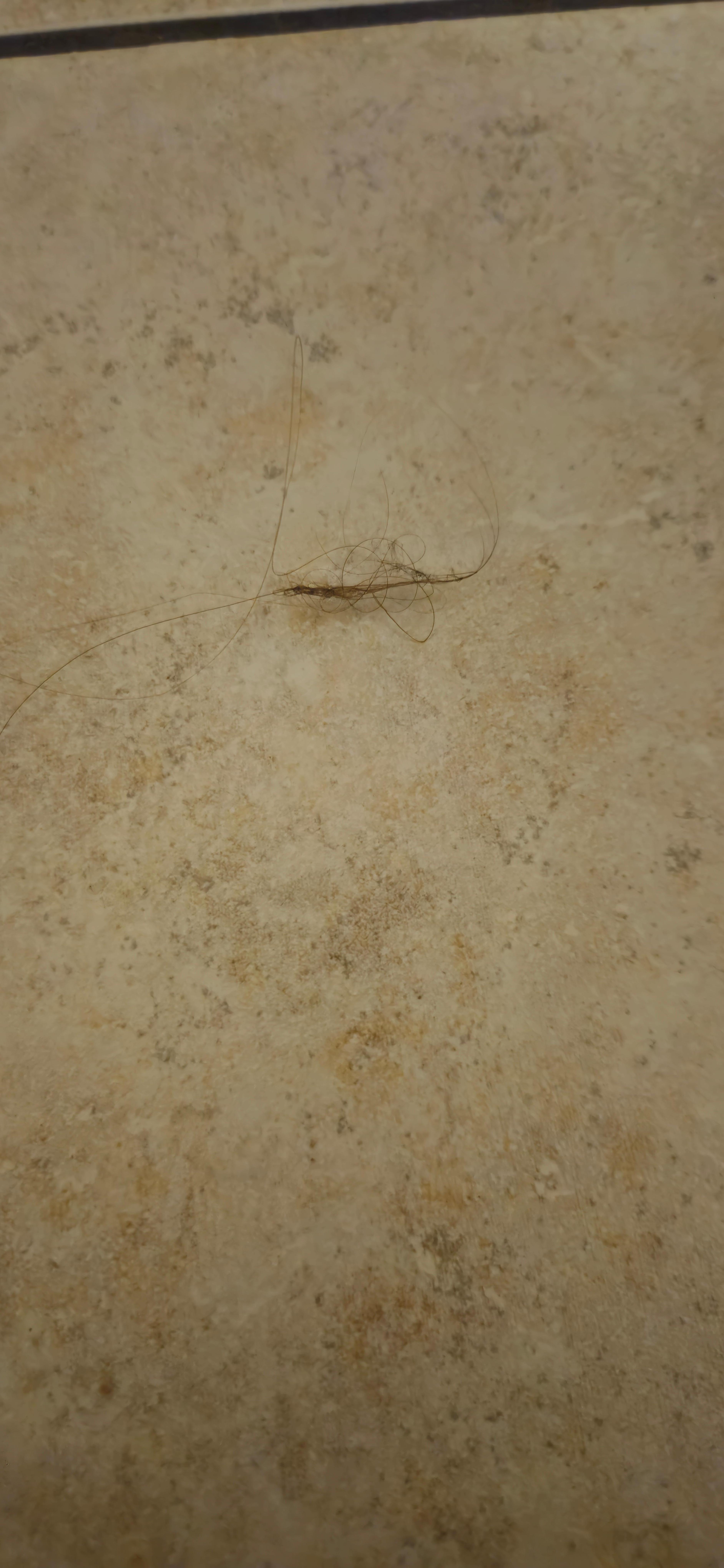 Clump of hair on bathroom floor. 