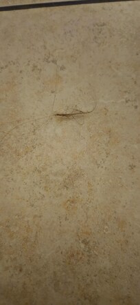 Clump of hair on bathroom floor.