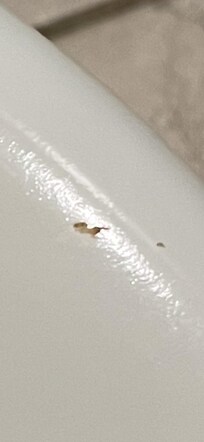 Toilet seat :-(
