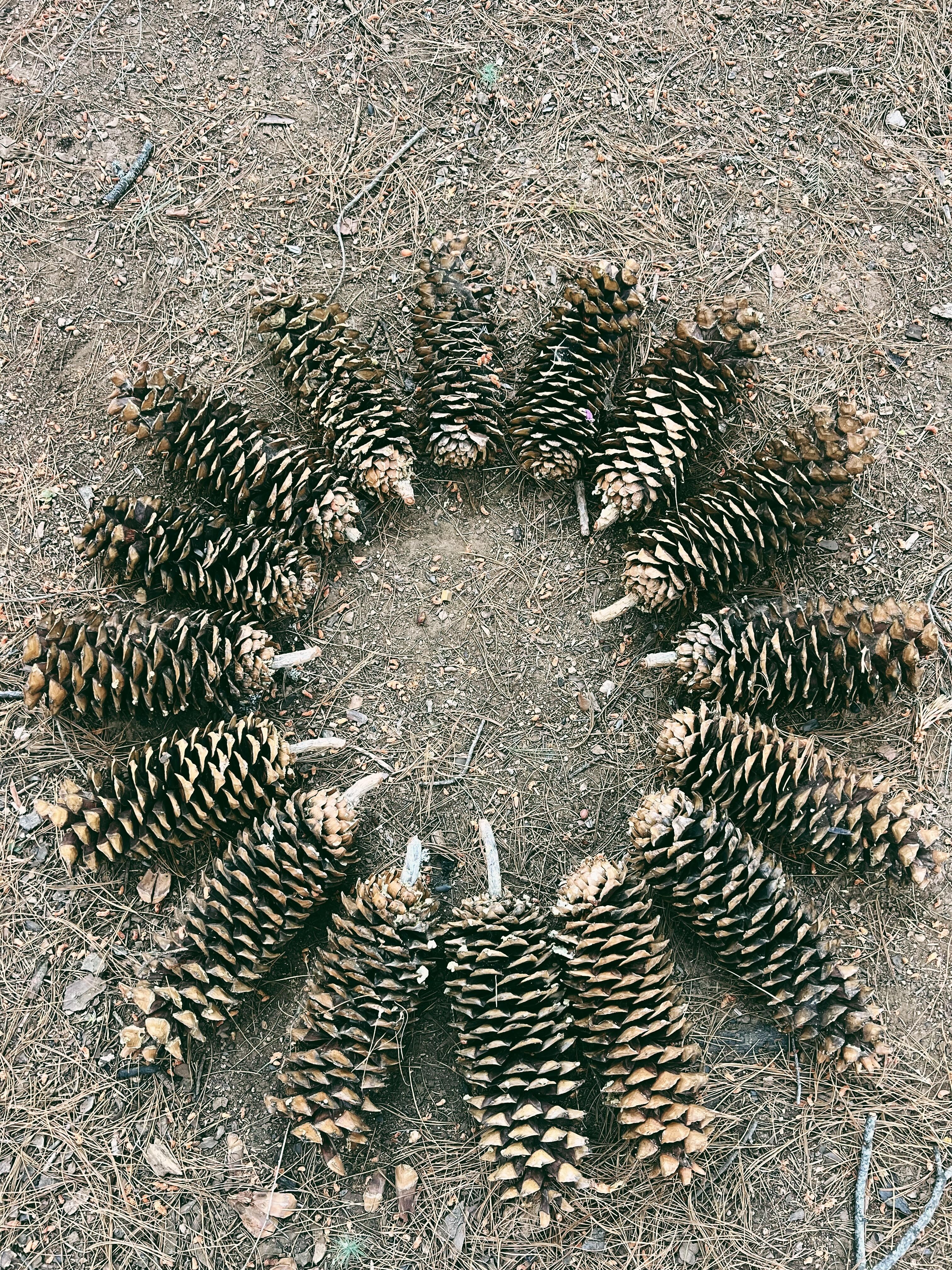 exploring outside and in awe at the huge pinecones