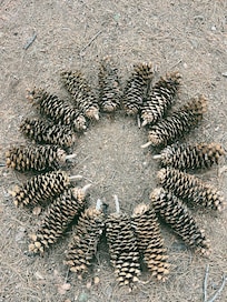 exploring outside and in awe at the huge pinecones