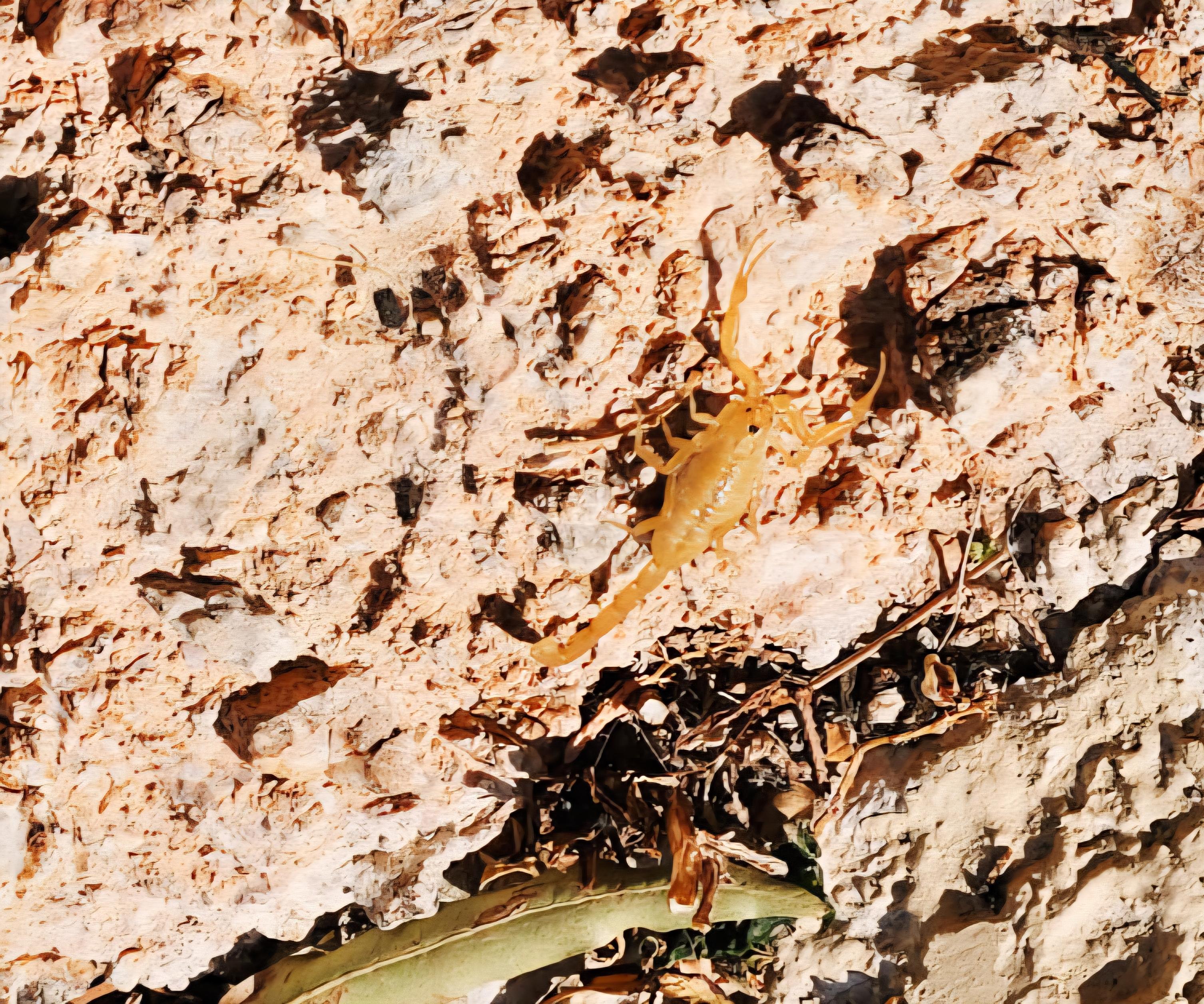 Scorpion right by the pool