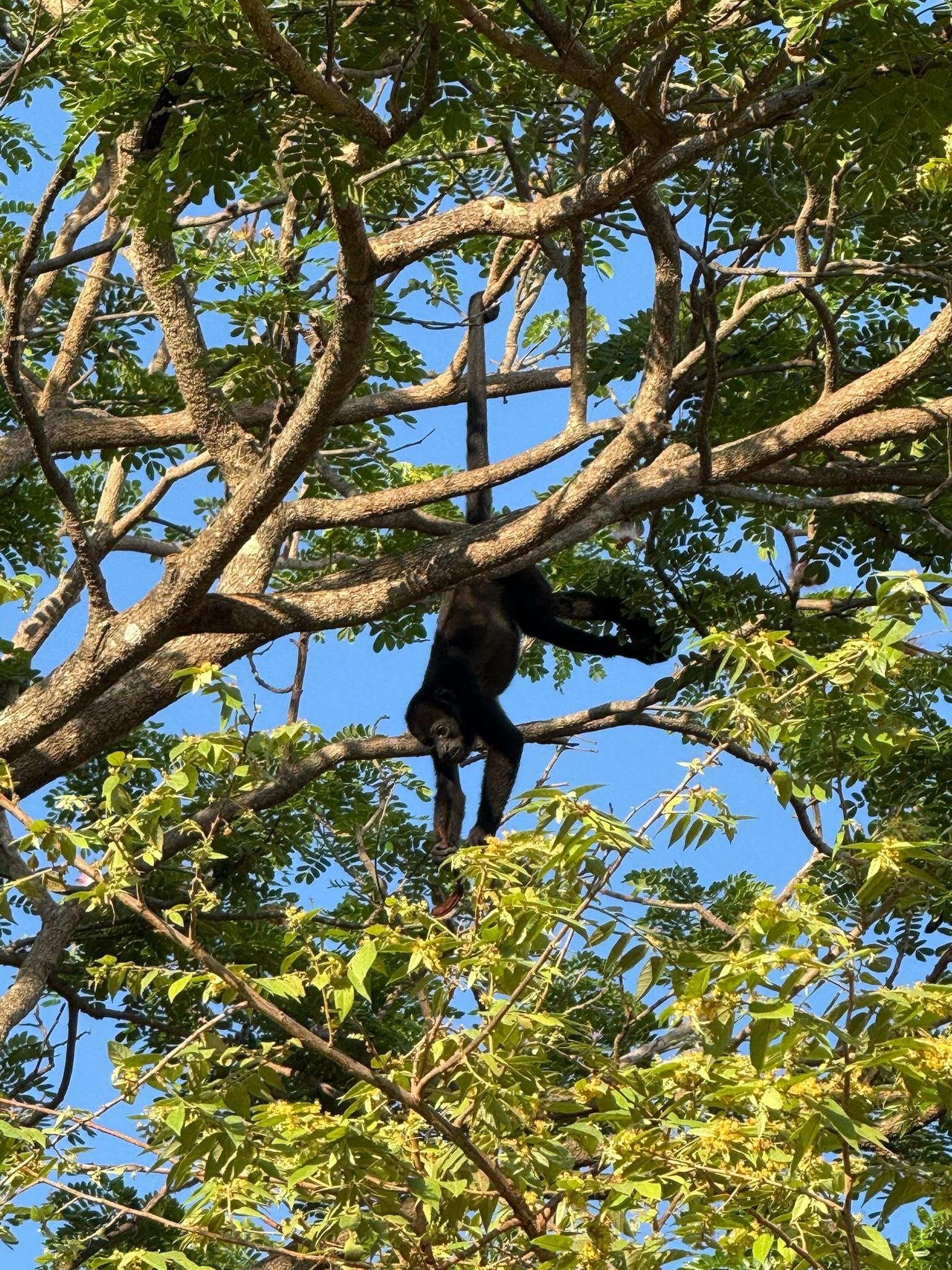 Monkey in trees poolside.