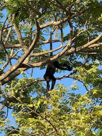 Monkey in trees poolside.